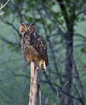Great Horned Owl 1295crp